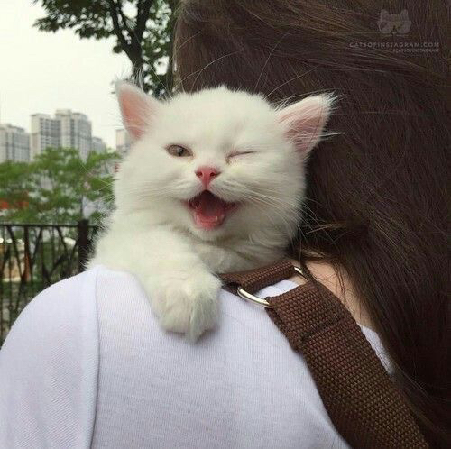 고영 이미지