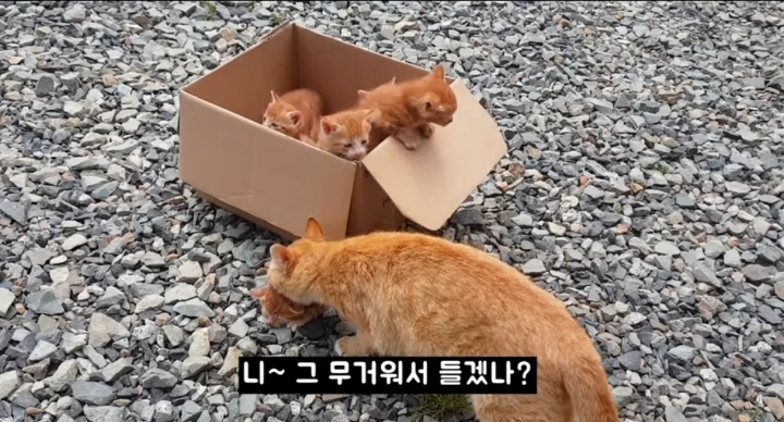어머냥이 눈치보면서 냥이집 청소하는 아저씨ㅋㅋㅋ.jpg | 인스티즈