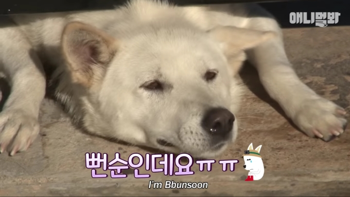 그알 갈색푸들보다 친화력 오지는 뻔순이 | 인스티즈