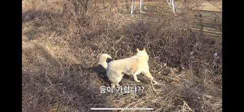 공장에서 평생 묶여사는 개 처음으로 산책시킨 유튜버 | 인스티즈