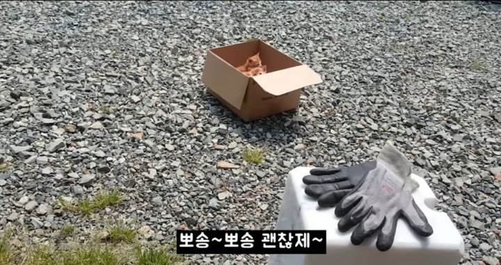 어머냥이 눈치보면서 냥이집 청소하는 아저씨ㅋㅋㅋ.jpg | 인스티즈