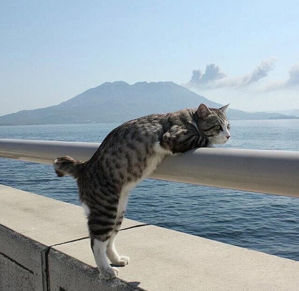 서 있는 고양이 모임 | 인스티즈