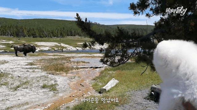 미국에서 강약약강하는 달리ㅋㅋㅋㅋㅋㅋㅋㅋ .gif | 인스티즈