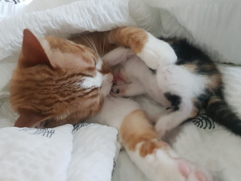 버려진 새끼 고양이 데려왔는데! | 인스티즈