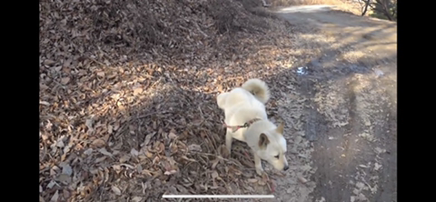 공장에서 평생 묶여사는 개 처음으로 산책시킨 유튜버 | 인스티즈