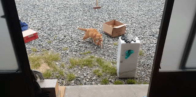 어머냥이 눈치보면서 냥이집 청소하는 아저씨ㅋㅋㅋ.jpg | 인스티즈