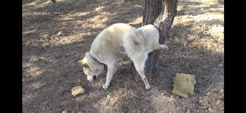 공장에서 평생 묶여사는 개 처음으로 산책시킨 유튜버 | 인스티즈