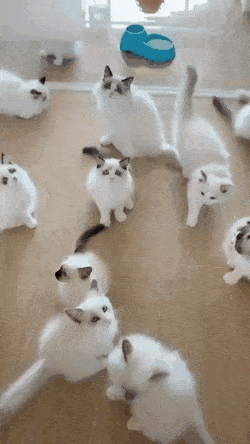 이게 고양이야 너구리야.gif | 인스티즈