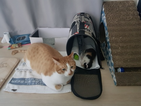 버려진 새끼 고양이 데려왔는데! | 인스티즈