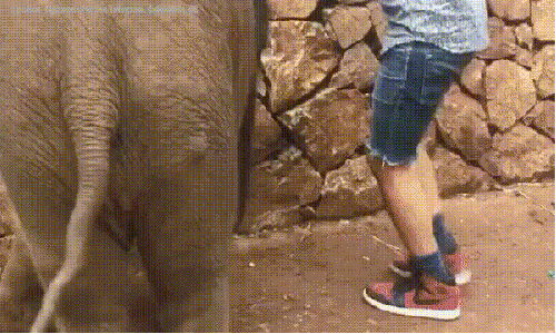 장난치는 아기코끼리 | 인스티즈