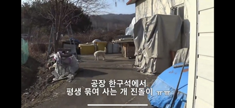 공장에서 평생 묶여사는 개 처음으로 산책시킨 유튜버 | 인스티즈