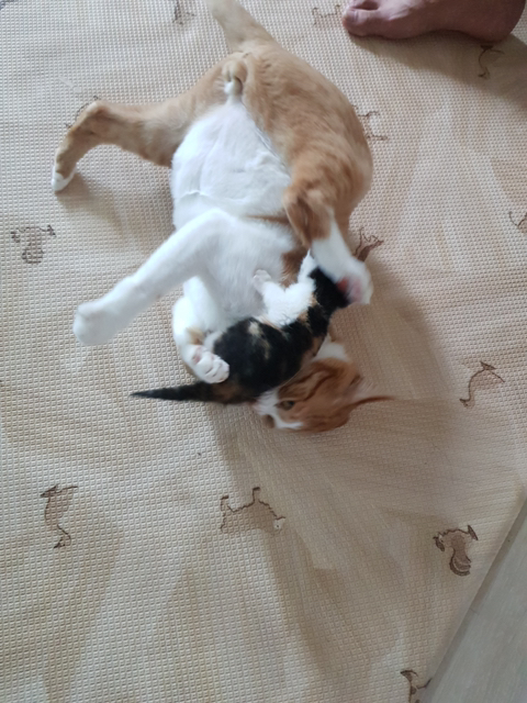 버려진 새끼 고양이 데려왔는데! | 인스티즈