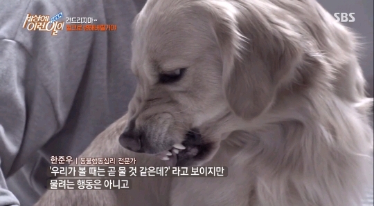 [세상에이런일이] 두 얼굴을 가진 아이 | 인스티즈