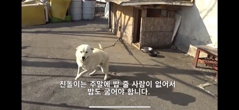 공장에서 평생 묶여사는 개 처음으로 산책시킨 유튜버 | 인스티즈