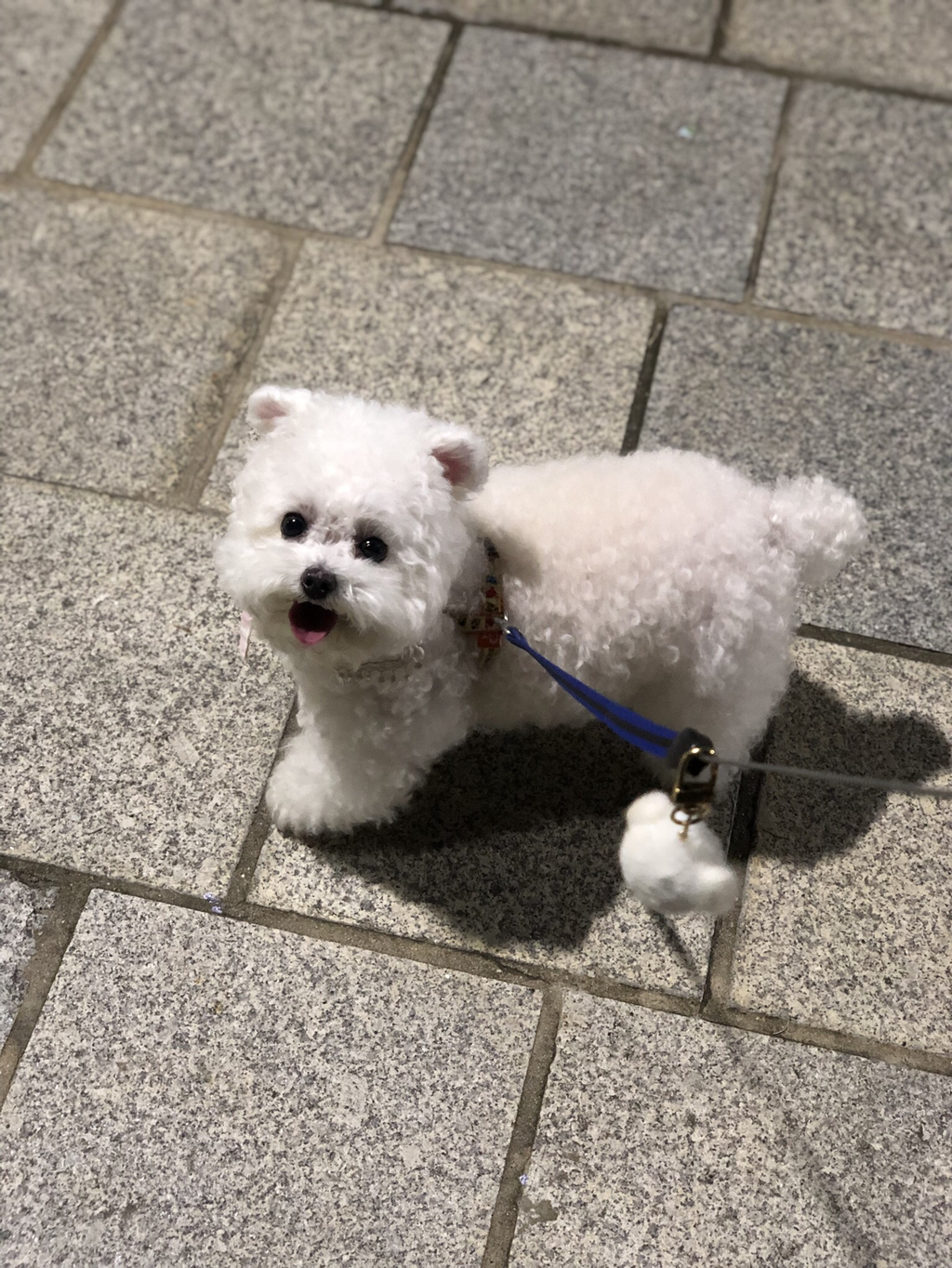 강아지가 산책할 때 자꾸 돌을 물고다녀 | 인스티즈