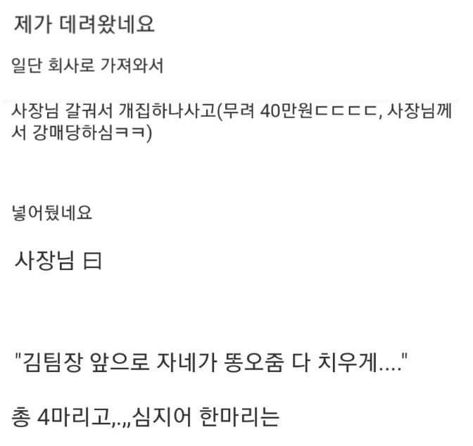 버려진 강아지들 잡아옴.jpg | 인스티즈