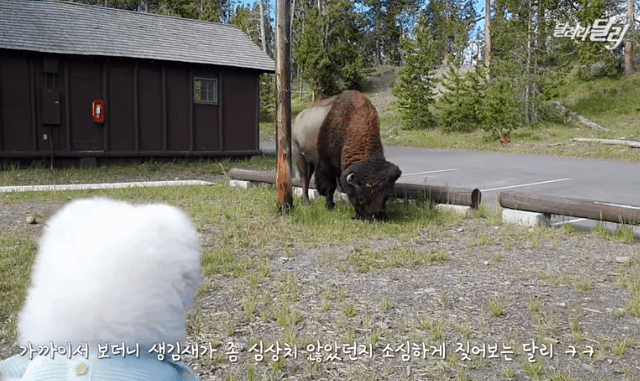 미국에서 강약약강하는 달리ㅋㅋㅋㅋㅋㅋㅋㅋ .gif | 인스티즈