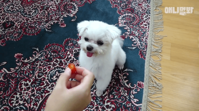 동물병원 매니저로 일하고 집은 공기 좋은 시골이고 좋아하는 방울토마토도 매일 먹는 금수저 강아지🍅.jpgif | 인스티즈