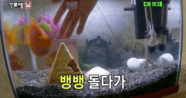 진짜 신기해서 가져온 블랙핑크 로제의 반려물고기 주황이 | 인스티즈