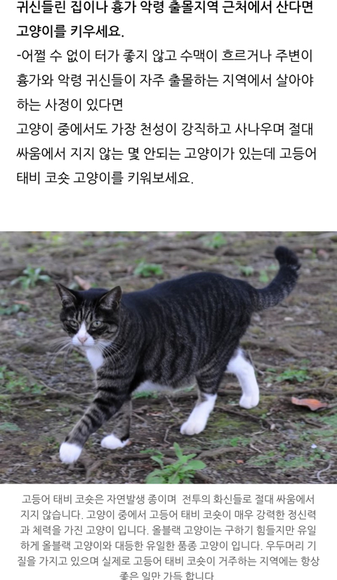 귀신 악령이 가장 싫어하는 고양이 | 인스티즈