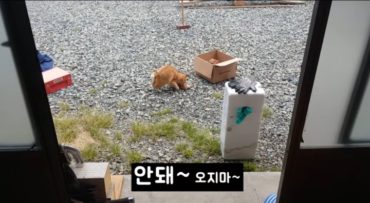 어머냥이 눈치보면서 냥이집 청소하는 아저씨ㅋㅋㅋ.jpg | 인스티즈