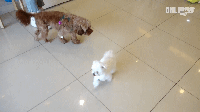 동물병원 매니저로 일하고 집은 공기 좋은 시골이고 좋아하는 방울토마토도 매일 먹는 금수저 강아지🍅.jpgif | 인스티즈