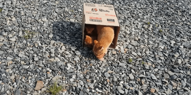 어머냥이 눈치보면서 냥이집 청소하는 아저씨ㅋㅋㅋ.jpg | 인스티즈