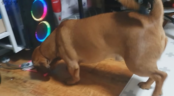 이정도면 안에 사람영혼 들어가있는거 같은 강아지 | 인스티즈