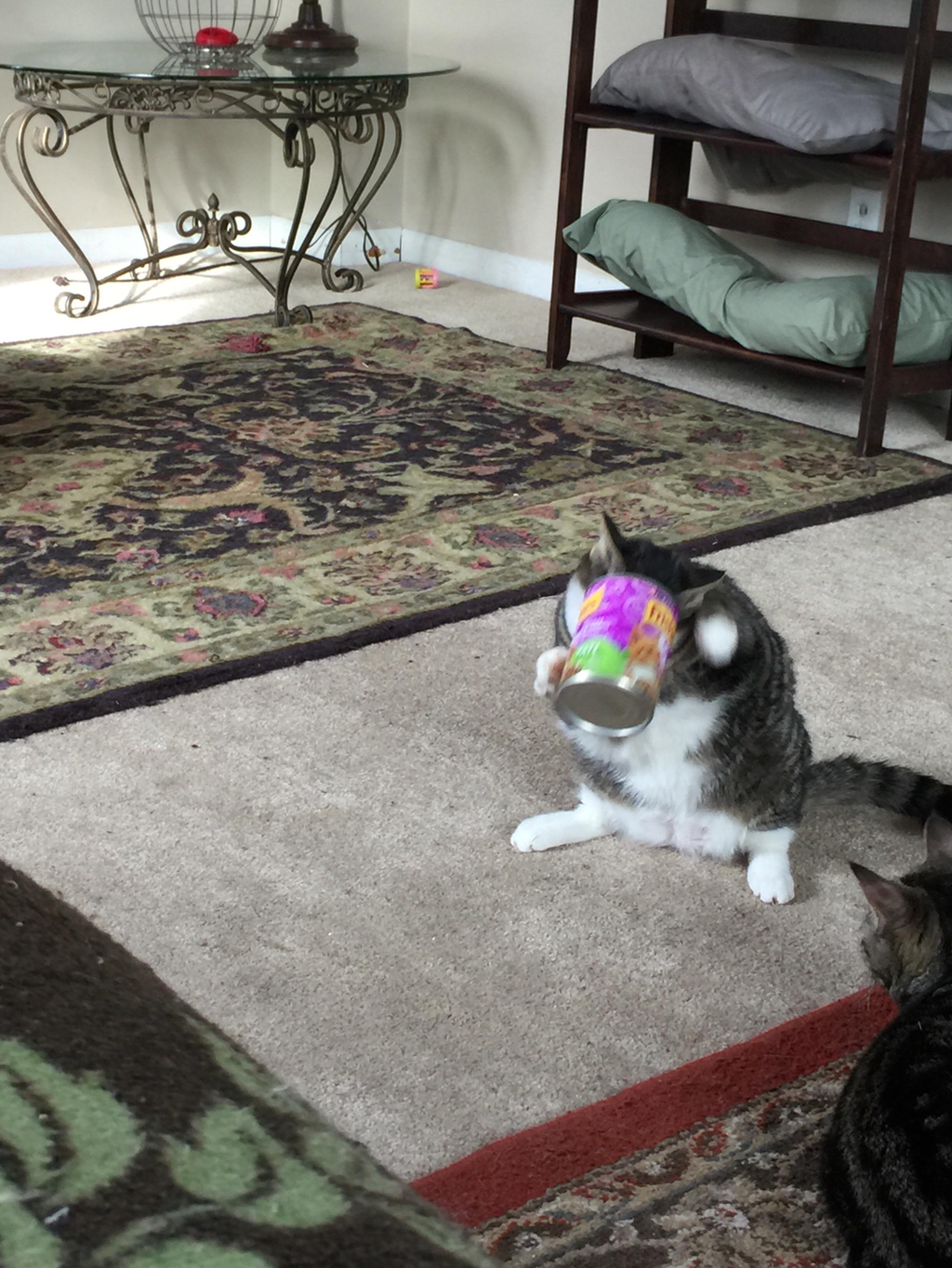 서 있는 고양이 모임 | 인스티즈