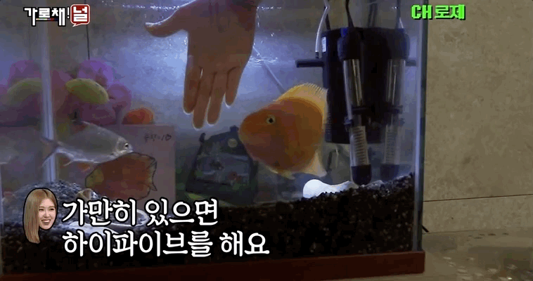 진짜 신기해서 가져온 블랙핑크 로제의 반려물고기 주황이 | 인스티즈