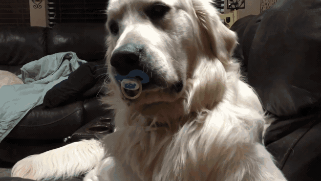 댕댕이는 다커서도 애기야.gif | 인스티즈