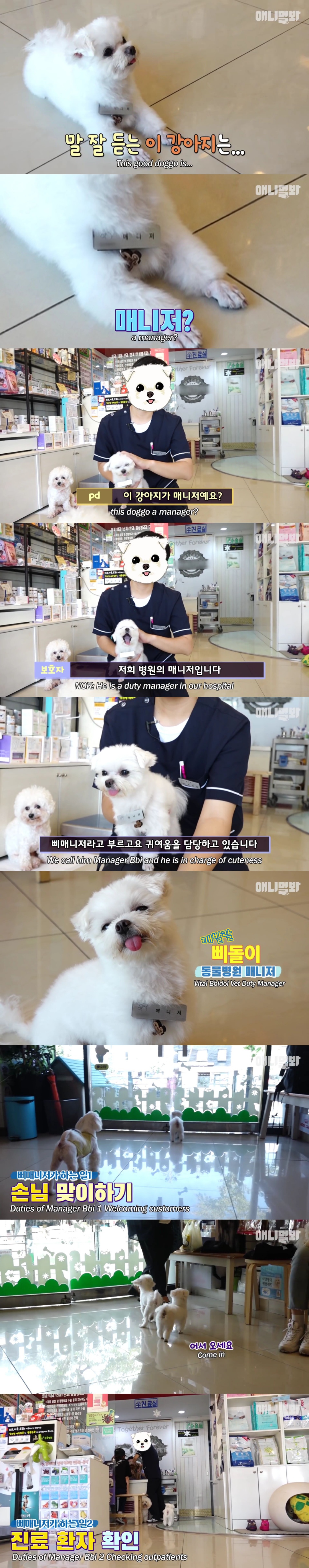 동물병원 매니저로 일하고 집은 공기 좋은 시골이고 좋아하는 방울토마토도 매일 먹는 금수저 강아지🍅.jpgif | 인스티즈