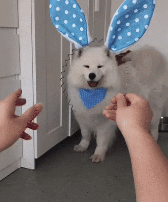머리띠에 얼굴 끼우는 댕댕.gif | 인스티즈