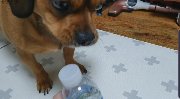 이정도면 안에 사람영혼 들어가있는거 같은 강아지 | 인스티즈