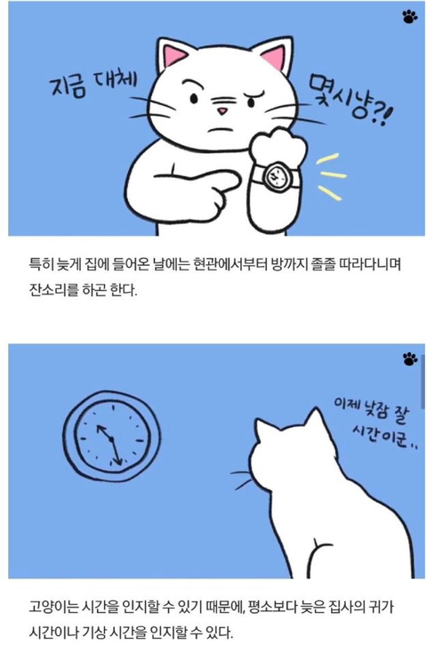 고양이가 당신을 아기로 여긴다는 증거 | 인스티즈