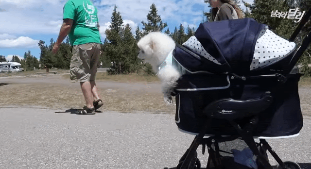 미국에서 강약약강하는 달리ㅋㅋㅋㅋㅋㅋㅋㅋ .gif | 인스티즈