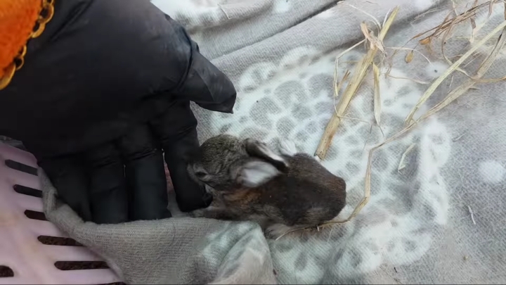 배수관에 낳은 새끼 토끼들 확인하기 &amp; 토끼장으로 이사하기 | 인스티즈