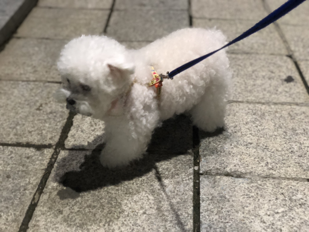 강아지가 산책할 때 자꾸 돌을 물고다녀 | 인스티즈