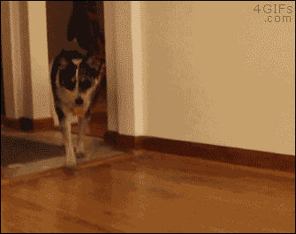 산책나간 강아지가 데려온 친구.gif | 인스티즈