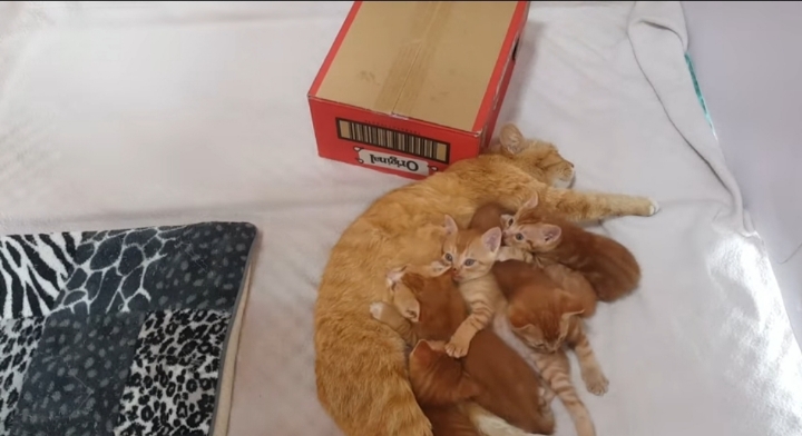 어머냥이 눈치보면서 냥이집 청소하는 아저씨ㅋㅋㅋ.jpg | 인스티즈