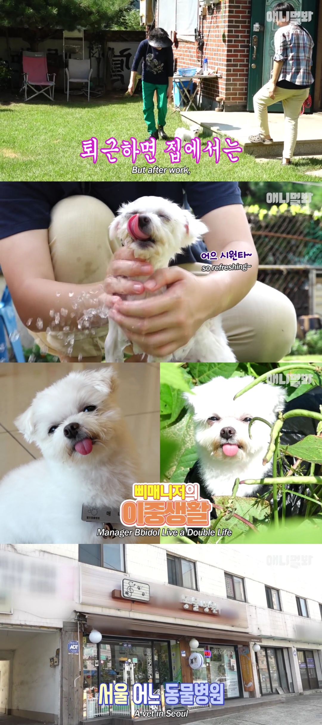 동물병원 매니저로 일하고 집은 공기 좋은 시골이고 좋아하는 방울토마토도 매일 먹는 금수저 강아지🍅.jpgif | 인스티즈