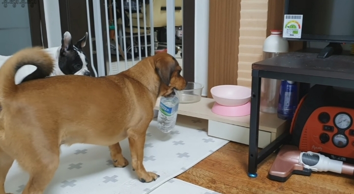 이정도면 안에 사람영혼 들어가있는거 같은 강아지 | 인스티즈