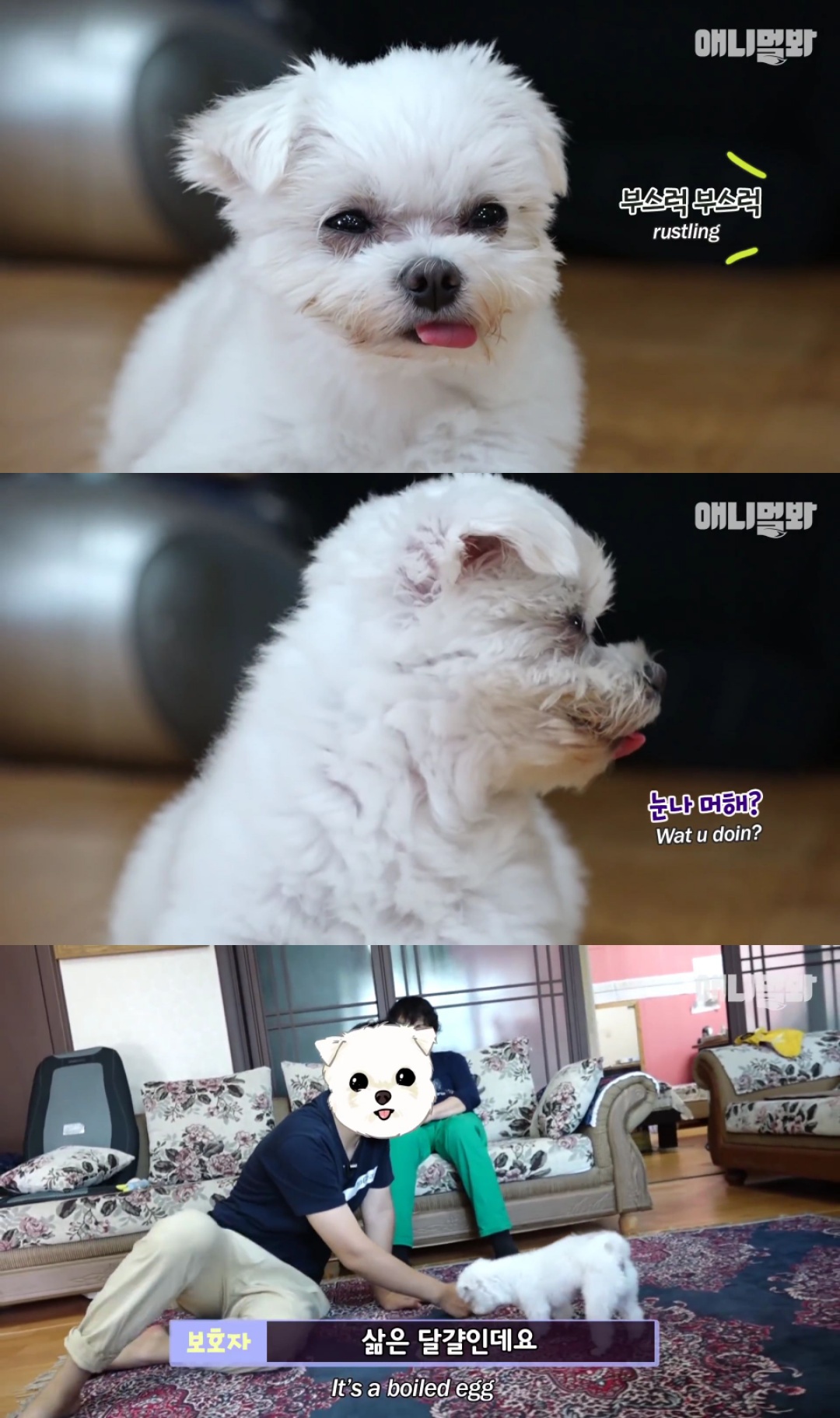 동물병원 매니저로 일하고 집은 공기 좋은 시골이고 좋아하는 방울토마토도 매일 먹는 금수저 강아지🍅.jpgif | 인스티즈