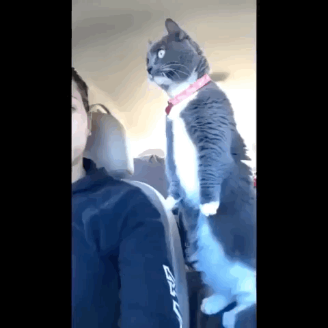 서 있는 고양이 모임 | 인스티즈