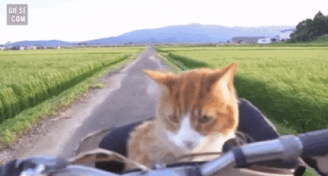 위험성을 고지하지않은 산책냥이 sns공유 및 유튜브 컨텐츠가 위험한 이유 | 인스티즈