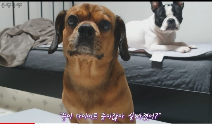 이정도면 안에 사람영혼 들어가있는거 같은 강아지 | 인스티즈