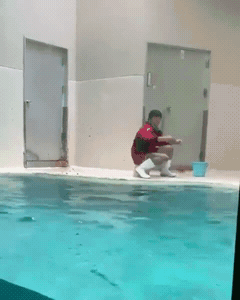 점프할 줄 아는 해달.gif | 인스티즈