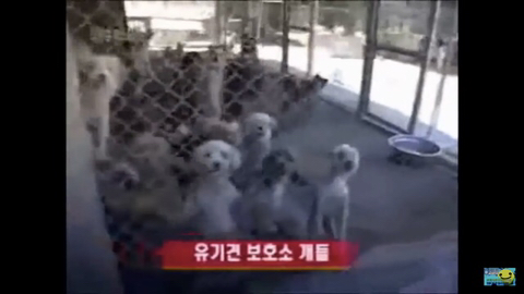 개장수만 보면 본능적으로 똥오줌 지리는 개들 | 인스티즈