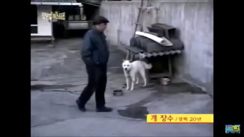 개장수만 보면 본능적으로 똥오줌 지리는 개들 | 인스티즈