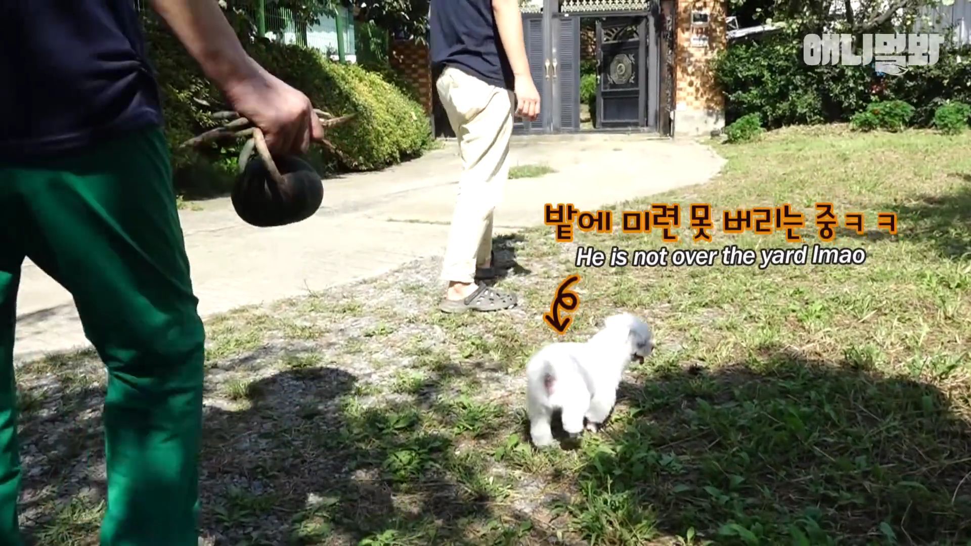 동물병원 매니저로 일하고 집은 공기 좋은 시골이고 좋아하는 방울토마토도 매일 먹는 금수저 강아지🍅.jpgif | 인스티즈